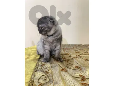 cat for sale