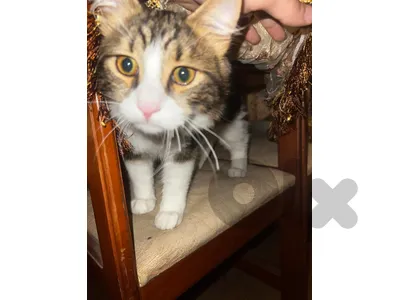 Maine coon x serbian Maine coon x serbian