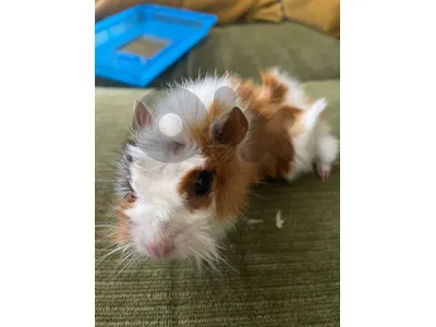 GUINEA PIG FOR SALE ⚠️📌