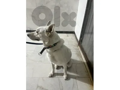 Dog for adoption