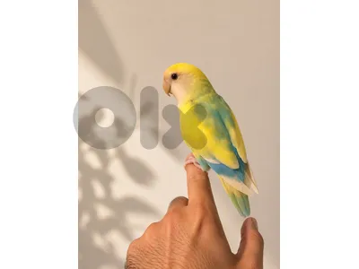 طيور روز مروضين