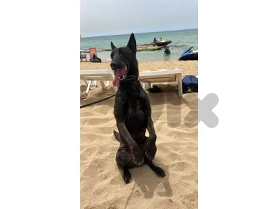 belgian Malinois