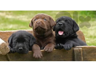 chocolate and black labrador