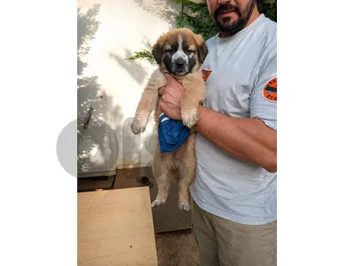 Puppy Mix German Shepherd + Caucasian + Malinois (50 days)