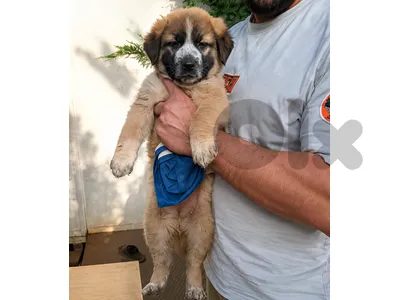 Puppy Mix German Shepherd + Caucasian + Malinois (50 days)