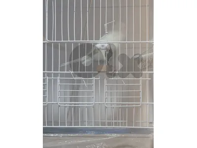 canary canary