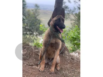 lebanon akkar
