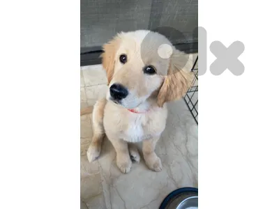 Golden retriever