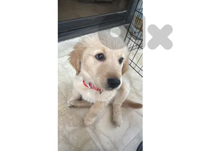 Golden retriever