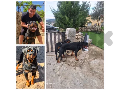 rottweiler giant