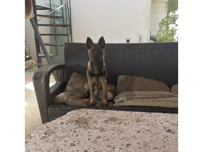 belgian malinois for sale
