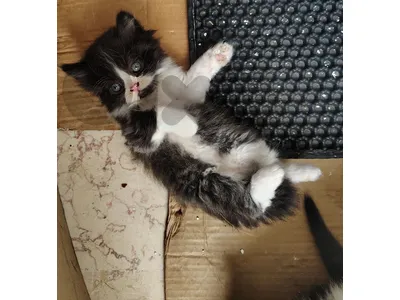 Part Himalayan Fluffy Long furr Kitten