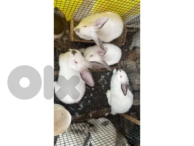 Giant Rabbits Bunnies أرانب عملاقة