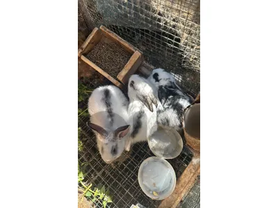 Giant Rabbits Bunnies أرانب عملاقة