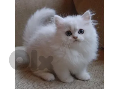 Pure persian kittens blue eyes