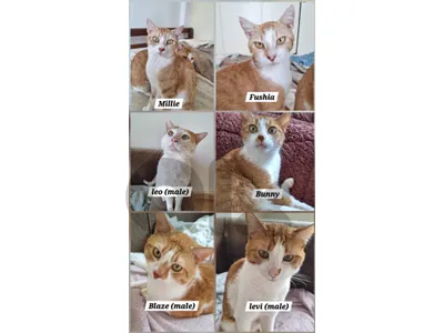 12 cats for adoption 12 cats for adoption