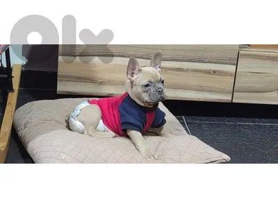5 months old female french bulldog