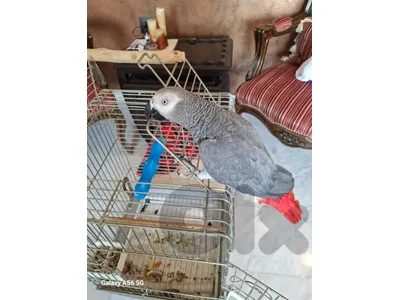 ببغاء كاسكو