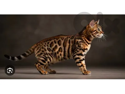 Bengal kitten for sale (no papers)