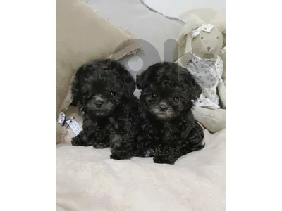 Beautifull Imported Red Toy Poodle Puppy Availabe in Store & Delivery