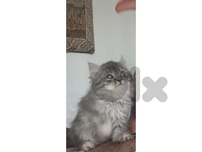 persian himalayan 4 sale