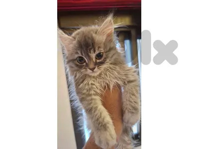 persian himalayan 4 sale