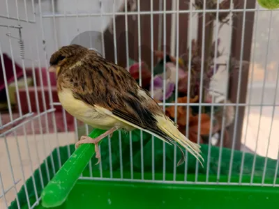 Gloster Canary Chicks  / فروخ كناري غلوستر