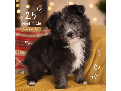pomeranian Spitz