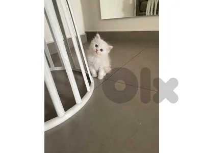 britich long haor kitten