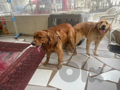 golden puppies