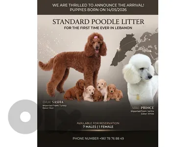 STANDARD POODLES