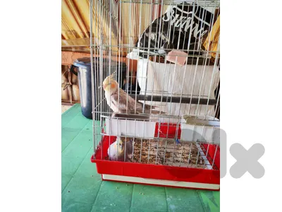 Karawan Joz