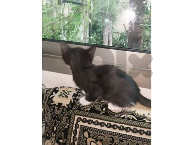 cute kittens for adoption