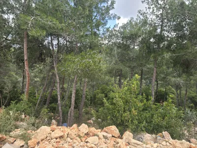 Beautiful 2,400 m² Agricultural Land for Sale in Borjein