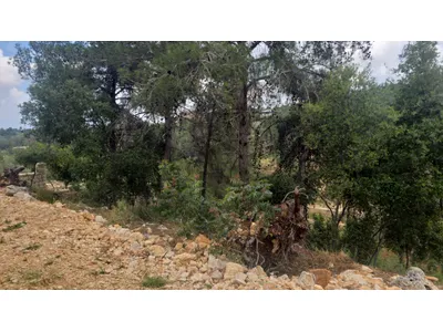 Prime Investment Land for Sale in Borjein – 847 m² | 25/50 Zoning |