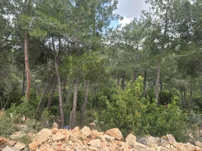 Land for Sale in Borjein – 870 m² Prime Plot | $80,000