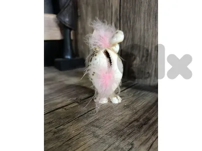 بومة Owl