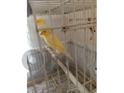 كنارات للبيع بصحة ممتازة حبة كبيرة انتاج بيت دكر
