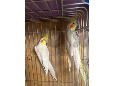 Lutino + mix baby cockatiels |  فراخ+ لوتينو