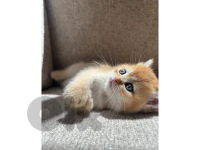 kitten golden chinchilla male
