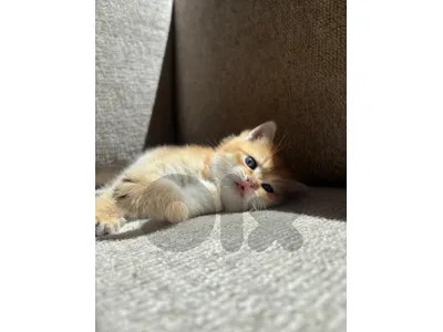 kitten golden chinchilla male