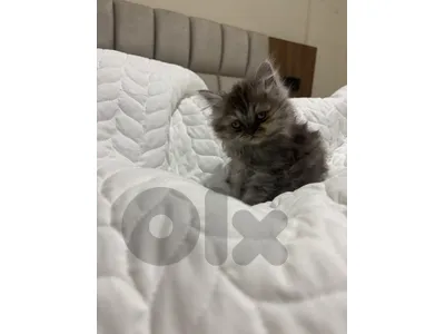 scottish highland persian mix
