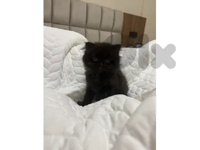 scottish highland persian mix