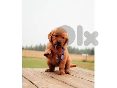 golden retriever bear face