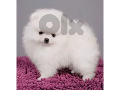 pomeranian teacup