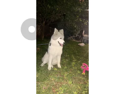 husky sebirian مطعم و كلشي و دفترو معاه ٨. اشهر