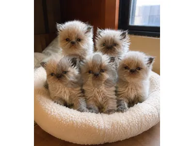Luxury himalayan Kitten