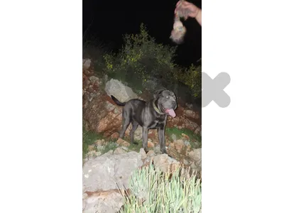 canecorso / cane corso