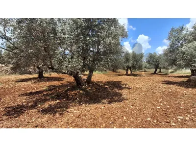 GMN187CM Land for sale in Koura -  أرض للبيع في الكورة