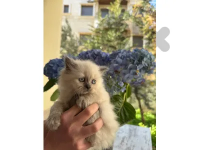Himalayan and Scottish fold kittens for sale